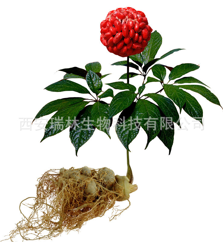 三七根提取物 三七皂甙 三七总皂苷 80%含量 现货 量大从优-阿里巴巴
