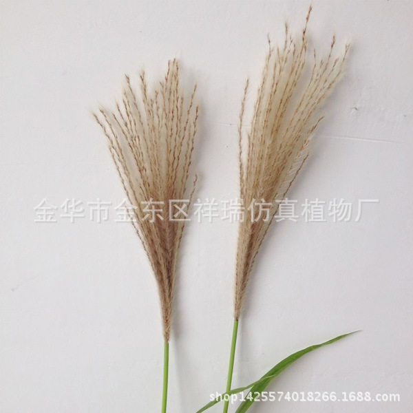 小芦苇叶6叶1花