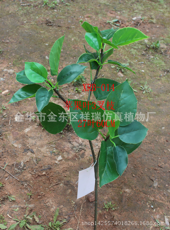 苹果三叉枝27叶整