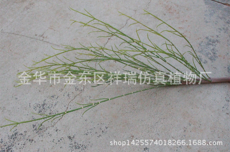 XRB-076梭梭草把束单枝近照2