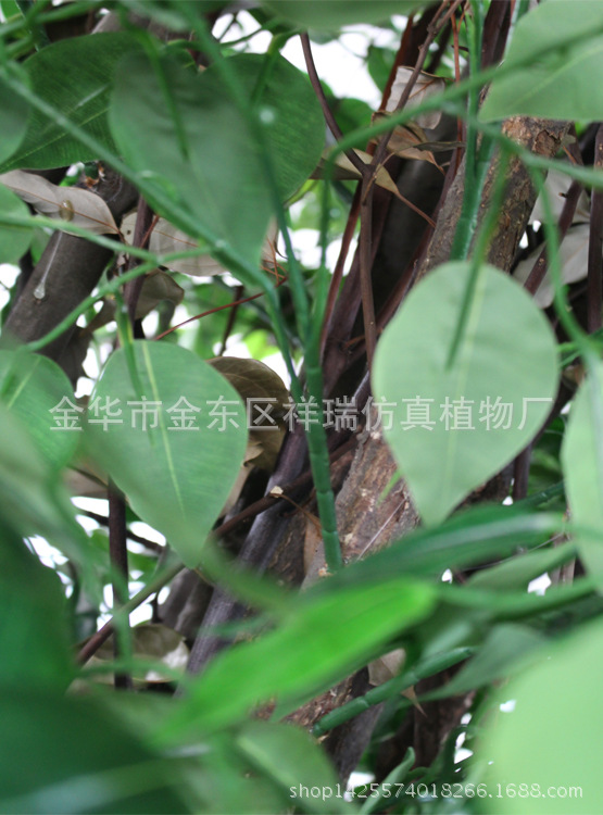 XRS-108特形绿榕树5040叶270厘米4