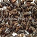 �㸽��  �㸽���� ��Ħ����  �η�����