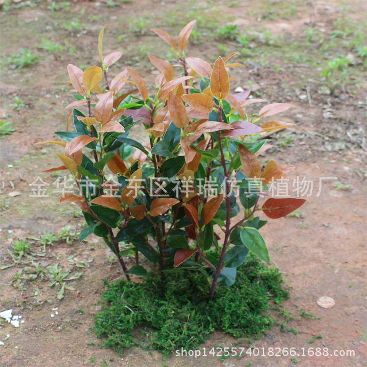 红叶四叉枝36叶子1