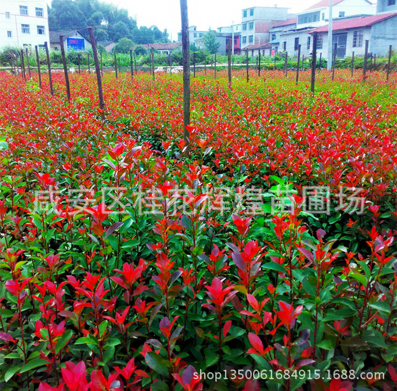 IMG_20151009_151306_HDR_副本