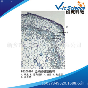 �X����ģ�o�M�� ֲ����bƬ �o���o��׃�B ��ֲ����Ƭ �@΢�R��Ƭ