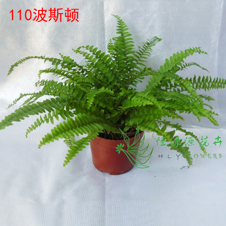 [Supplying base]Wall green Kidney fern Green plant Small potted Centipede grass  A110 )Boston fern