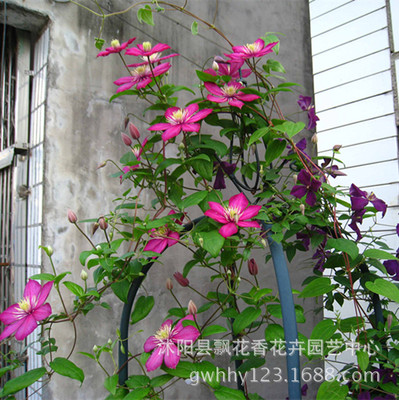 Lianas Clematis seedlings Clematis species of root Potted clematis Perennial Plants