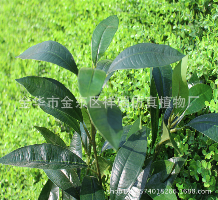 紫荆木叶五叉枝39叶