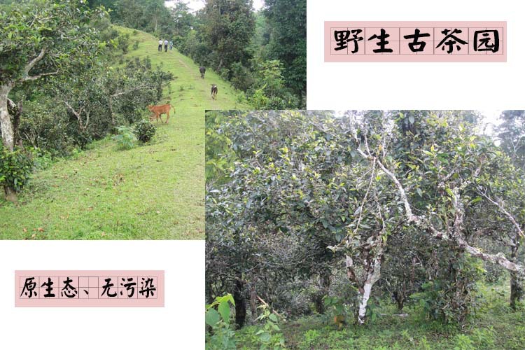 野生古茶园