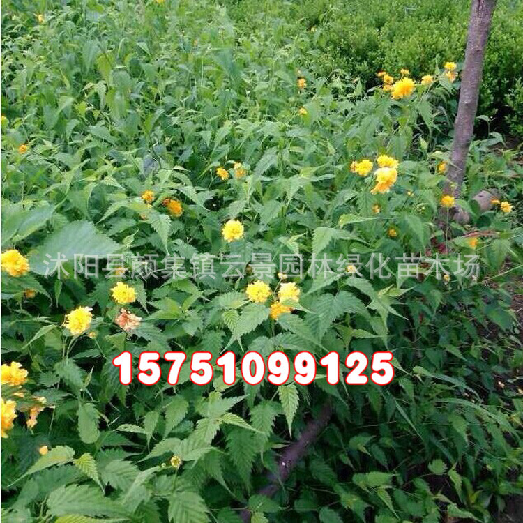 基地批发供应绿化工程苗木棣棠小苗 园林观花植物 绿化苗规格齐全