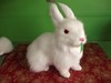 Realistic rabbit, cute jewelry, Chinese horoscope, white rabbit