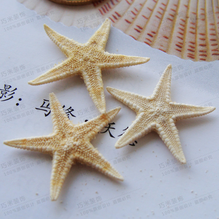 大量供應天然小黃海星 迷妳海星 扁海星 工藝裝飾地中海1顆