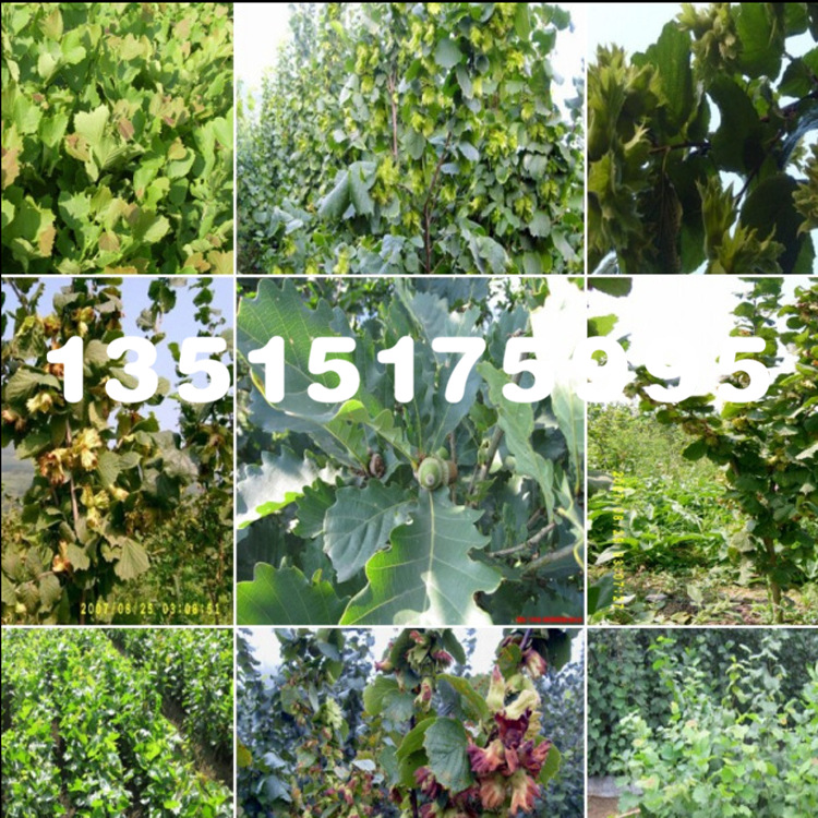 野生榛子苗 大果榛子苗 美国平欧榛子苗 耐寒抗热 达维榛子树苗|ru