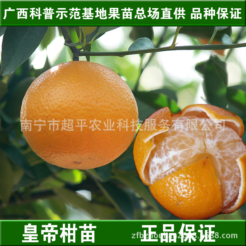 皇帝柑上火吗_皇帝柑上火吗供应商_皇帝柑上