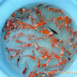 锦鲤草鲤_锦鲤草鲤价格_优质锦鲤草鲤批发\/采