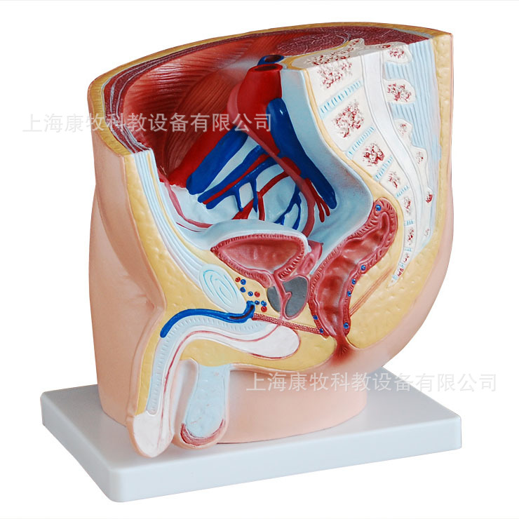男性盆腔正中矢状解剖(1件)