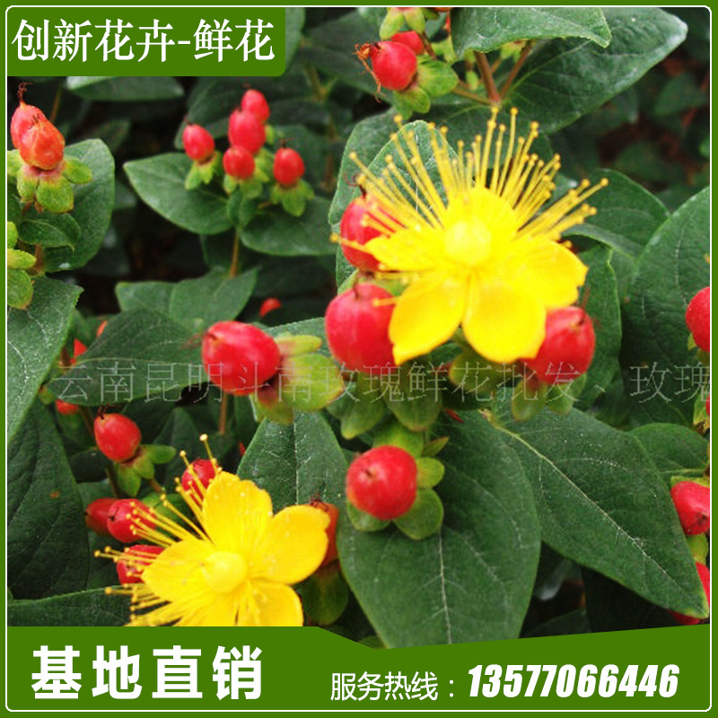 大量供应 云南四季玫瑰种苗 一级花卉组培种苗