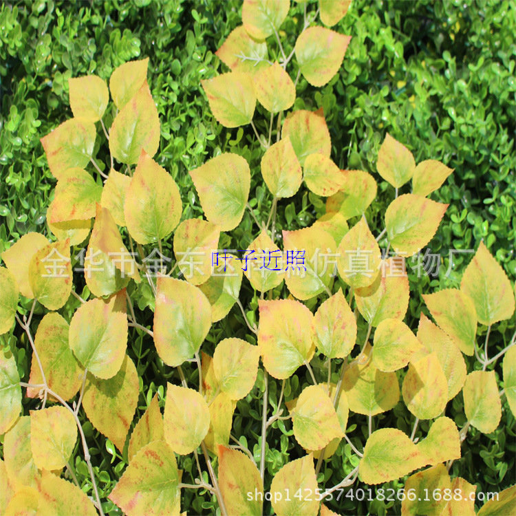 白桦叶五叉枝95叶72厘米叶子