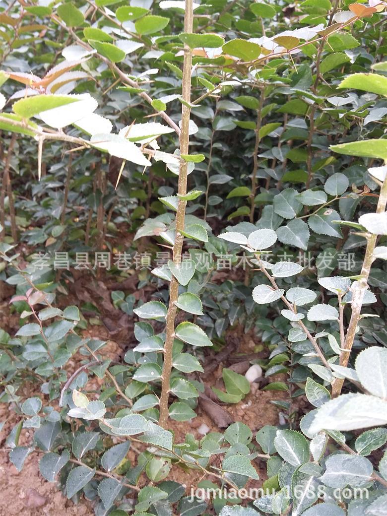 四季常青原生树直销柞刺树 精品造型树榨树刺冬青小投入大回报-阿里巴巴