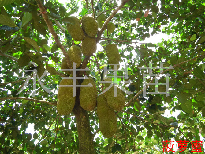 T2B7FnXN4aXXXXXXXX-1698688142