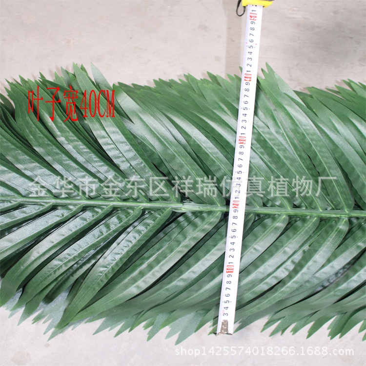 椰子叶宽