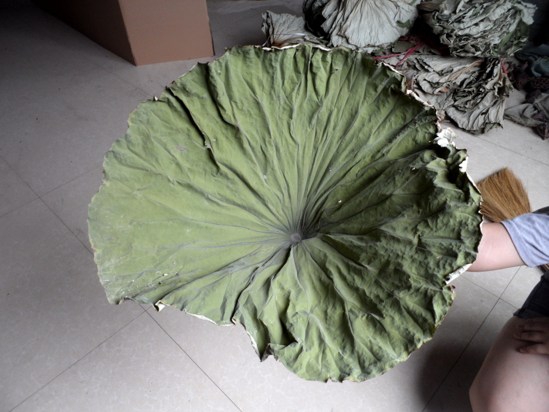 Sun-dried whole lotus leaves, loose natural flower material, round dried flower and herbal tea lotus leaf craft raw material