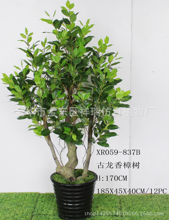 XRS-059古龙香樟叶树837叶170厘米