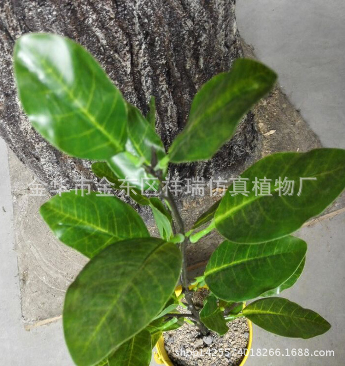 可可里叶四叉枝26叶子1