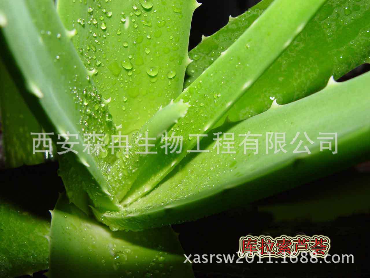 蘆薈1
