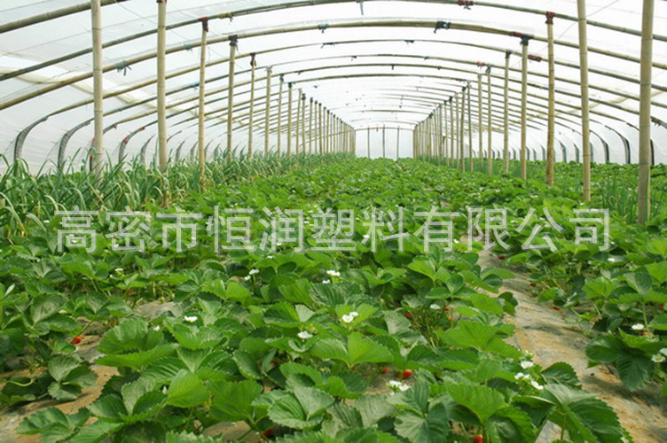 塑料薄膜_草莓大棚膜 定做消雾膜 国标7丝农膜