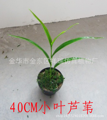 小芦苇叶5叶40厘米整