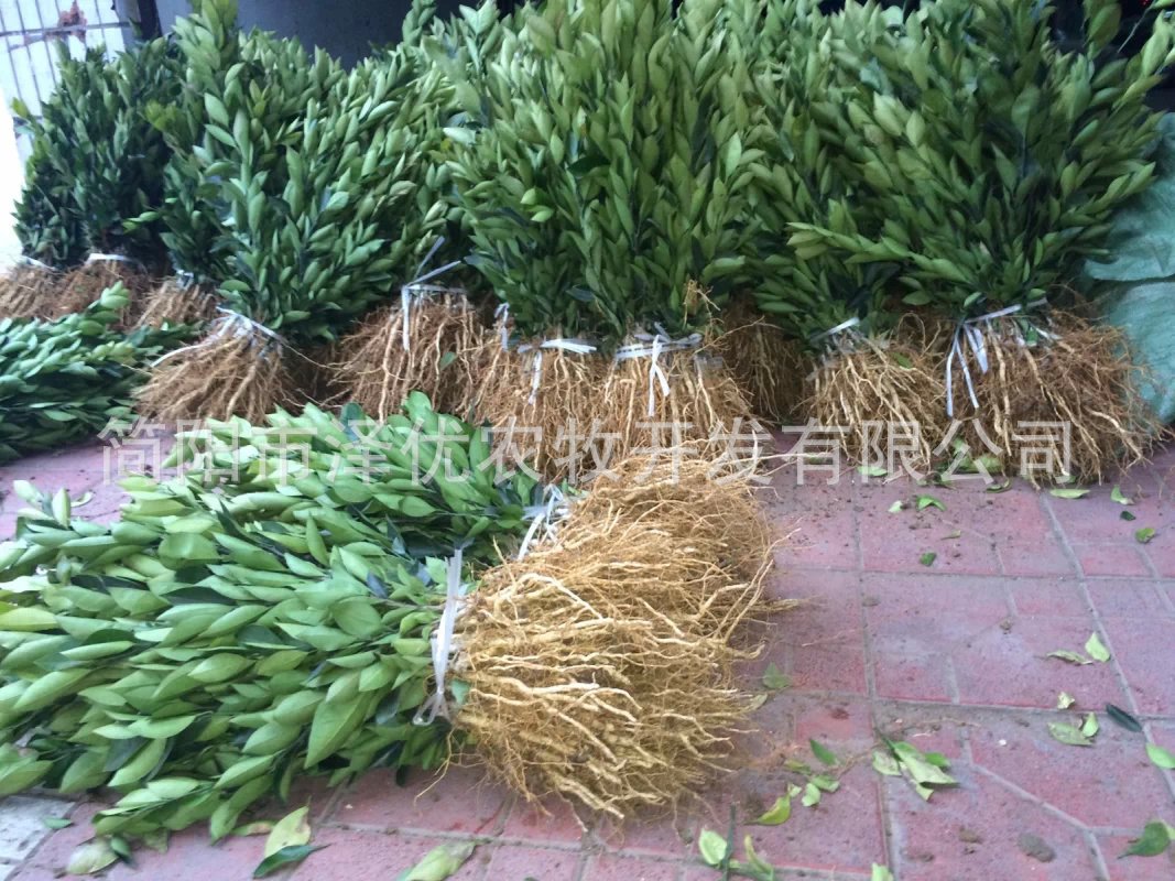 四川柑桔苗_四川柑桔苗供应商_四川柑桔苗批