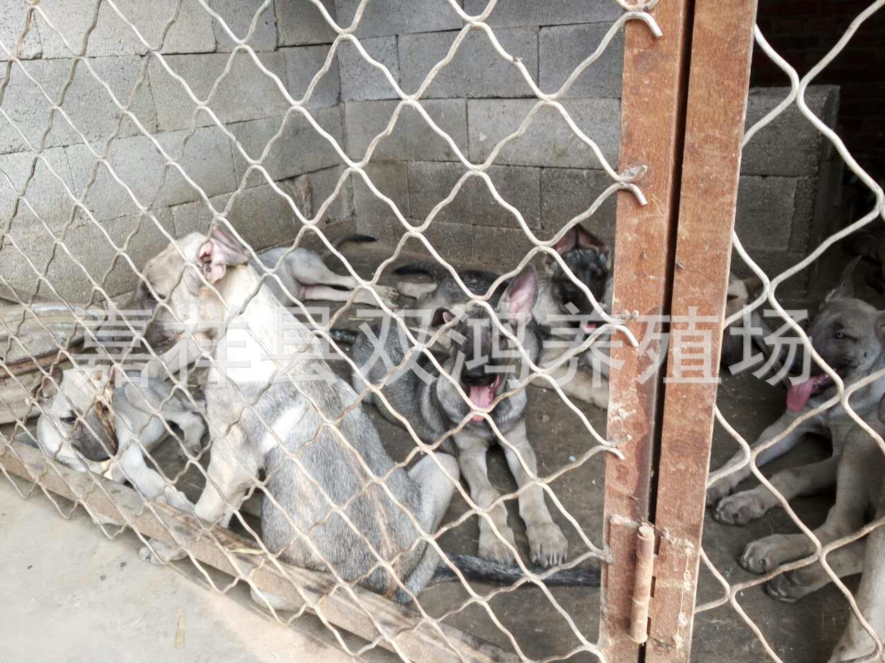 阆中现在山红犬的养殖场价格