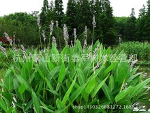 基地供应 再力花 水生植物  大量供应 净化水质