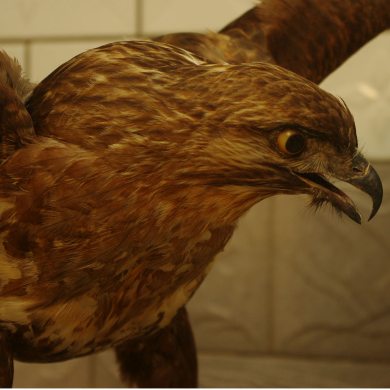 毛仿真动物摆件雄鹰大展宏图标本大雕神鹰摆件标本工艺品道具|ru