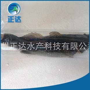 ���� �S���~̫��~ ���Ʒ�~��Ʒ�~�r�ˮ