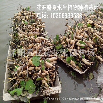 批发水生花卉大型荷花种苗 荷花碗莲种藕 荷花种块 水生池塘植物|ru