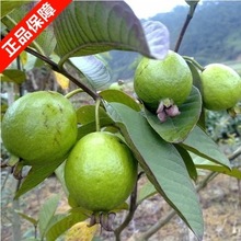 芭乐树_芭乐树价格_优质芭乐树批发\/采购