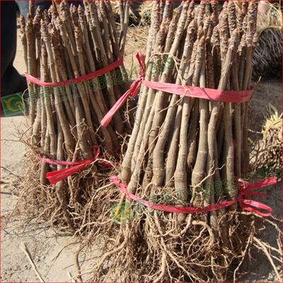 Perennial Sell Ginkgo Seedling 1 a centimeter Ginkgo 1-80 a centimeter Ginkgo Tree Cold-resistant Ancient trees