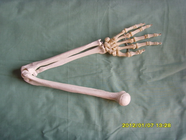 手掌带尺桡骨和肱骨模型