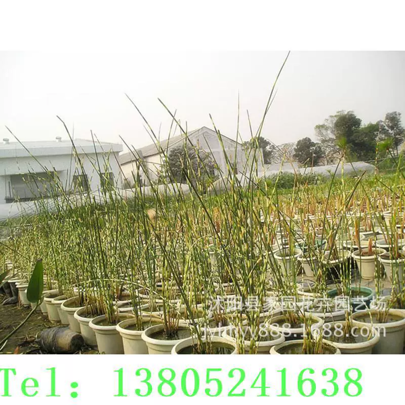 Оптовые поставки цветочных листьев и водной спаржи, посадка в неглубокой воде или на болотах, многолетние водные цветочные растения, ландшафтное озеленение