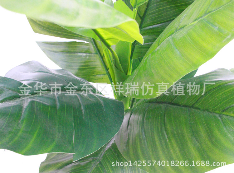 XRS-099盆栽蝎尾蕉叶树12叶110厘米叶子