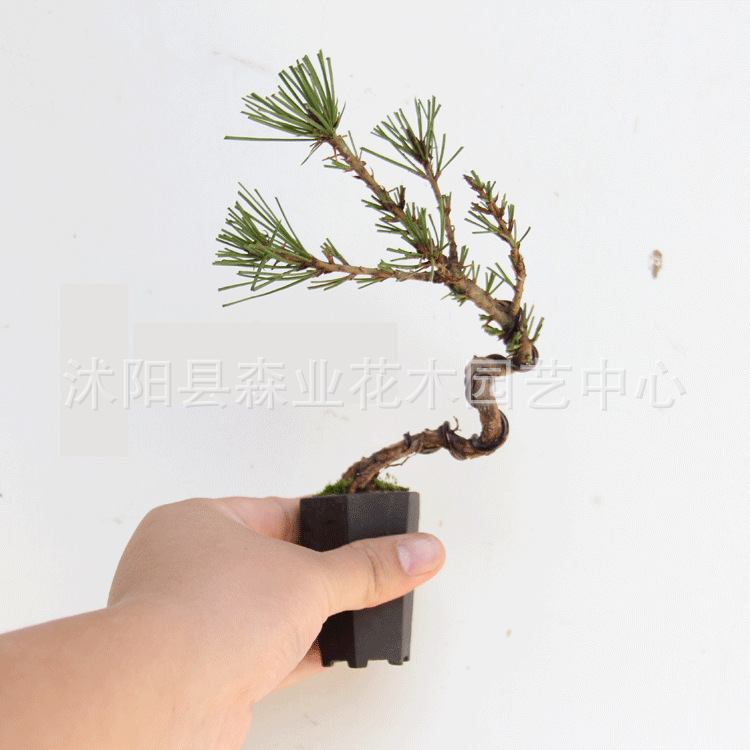 小品黑松大图1