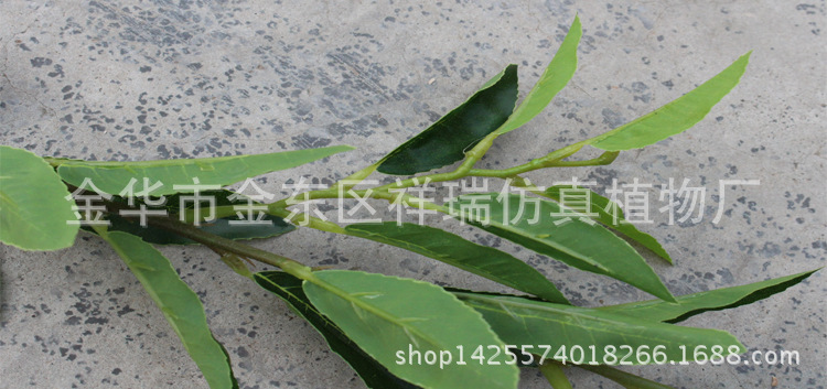 XRB-123单枝都匀毛尖茶叶34叶50厘米5