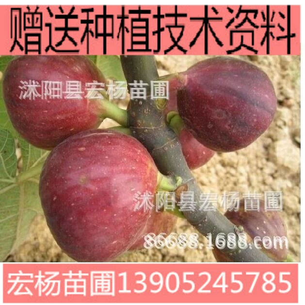 Flower Fruit Fruit Wood Seedlings No Fruit Kiwi