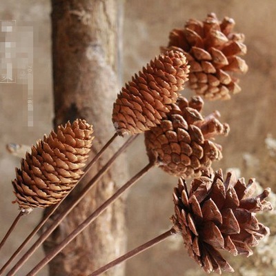 天然原生態松果松塔插花道具 場地布置複古拍照道具