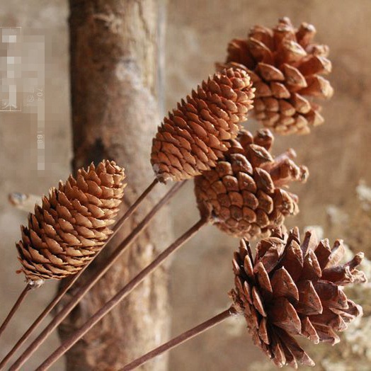天然原生態松果松塔插花道具 場地布置複古拍照道具
