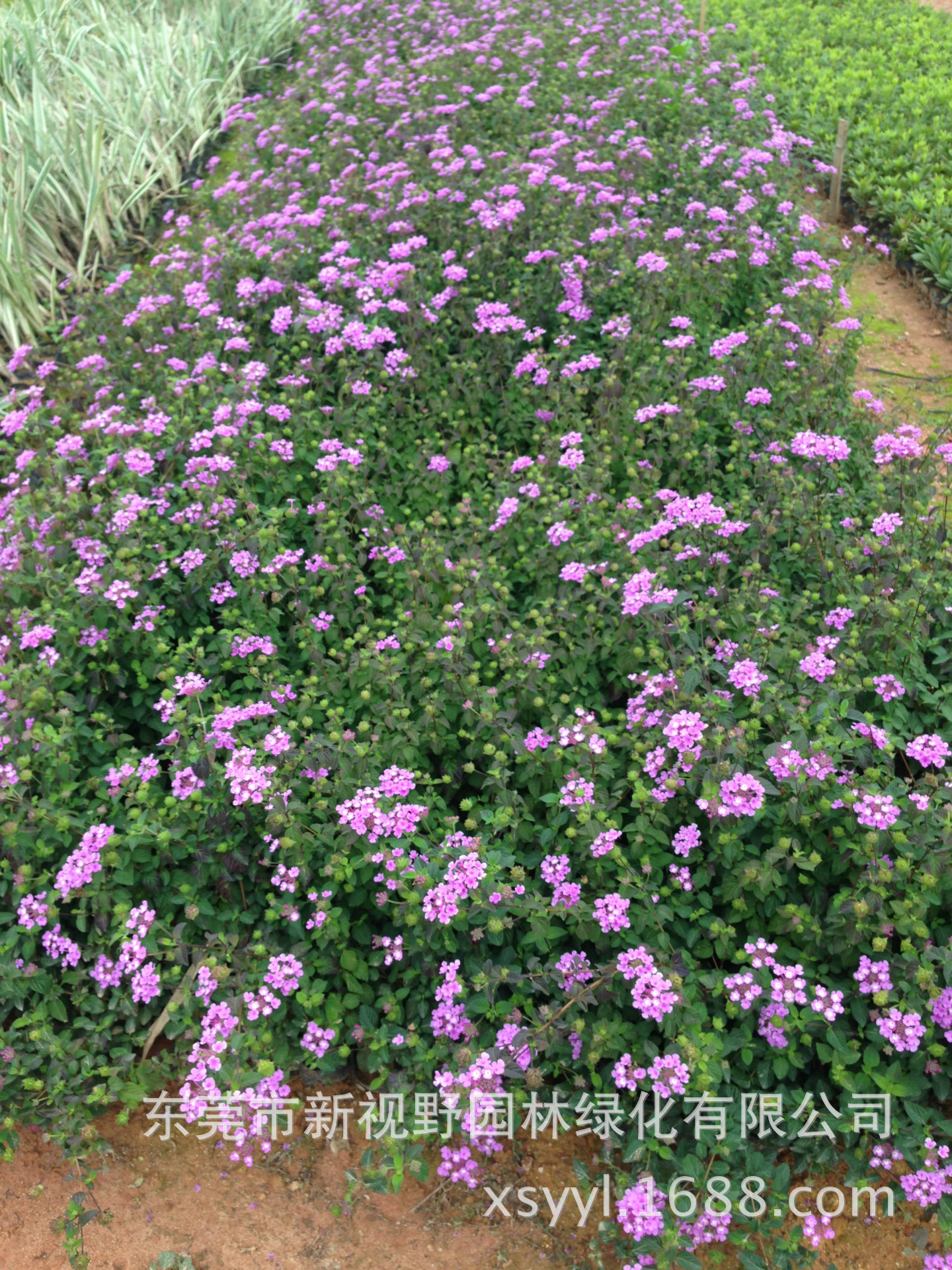 批发供应马樱丹五色梅臭草紫花马缨丹五色梅袋苗 阿里巴巴