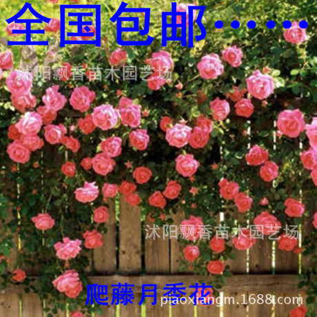 Bán buôn leo lên cây trong chậu hoa chậu hoa hồng nho cây giống Vine Hoa và hoa