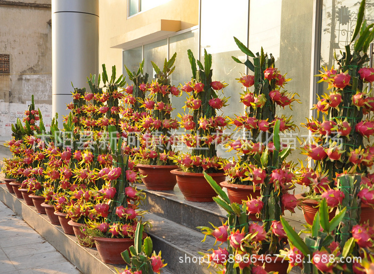 红肉火龙果_海南火龙果苗红心白肉红肉火龙果